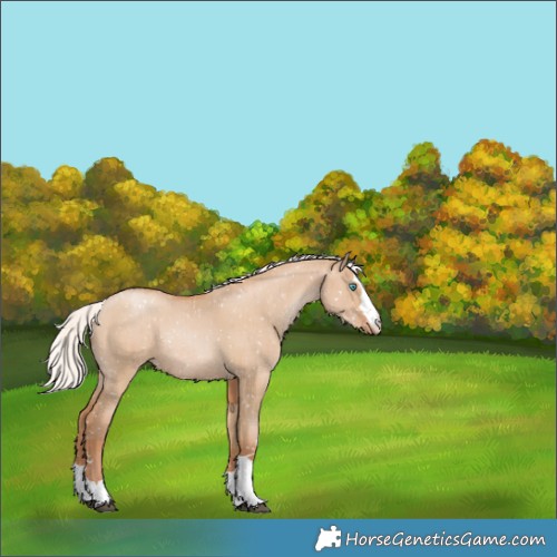 Horse Color:Silver Grullo Pearl Appaloosa Rabicano Brindle 