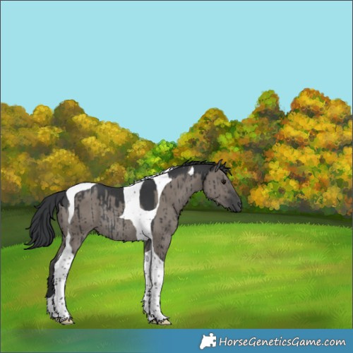 Horse Color:Grullo Tobiano Rabicano Brindle