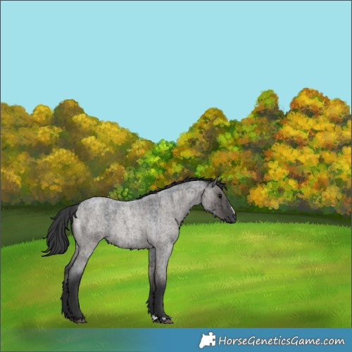Horse Color:Grullo Roan Rabicano Brindle 