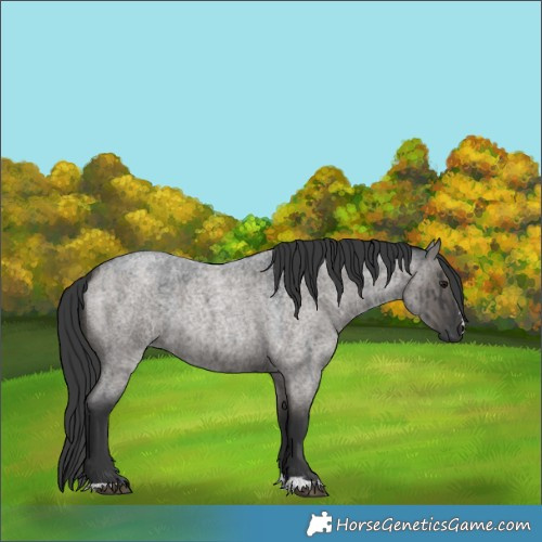 Horse Color:Grullo Roan Rabicano Brindle 