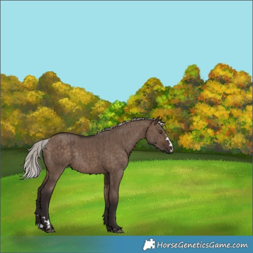 Horse Color:Silver Brown Dun Rabicano Brindle 