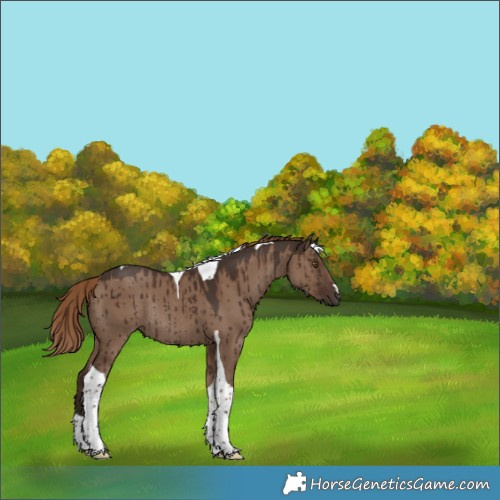 Horse Color:Liver Red Dun Tobiano Rabicano Brindle