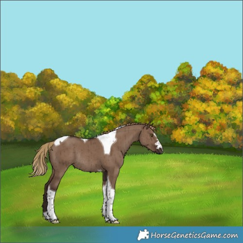 Horse Color:Liver Red Dun Tobiano Rabicano Brindle 