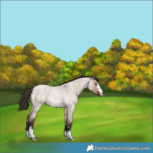 Horse Color:Liver Red Dun Roan Rabicano Brindle 