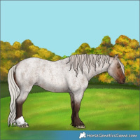 Horse Color:Silver Brown Roan Dun Rabicano Brindle 