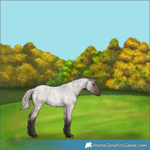 Horse Color:Silver Grullo Roan Rabicano Brindle 