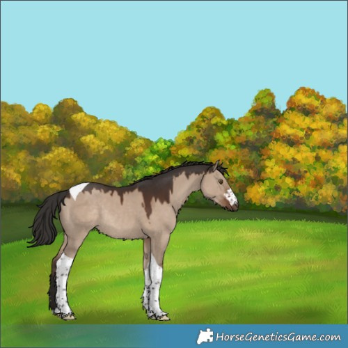 Horse Color:Liver Red Dun Tobiano Rabicano