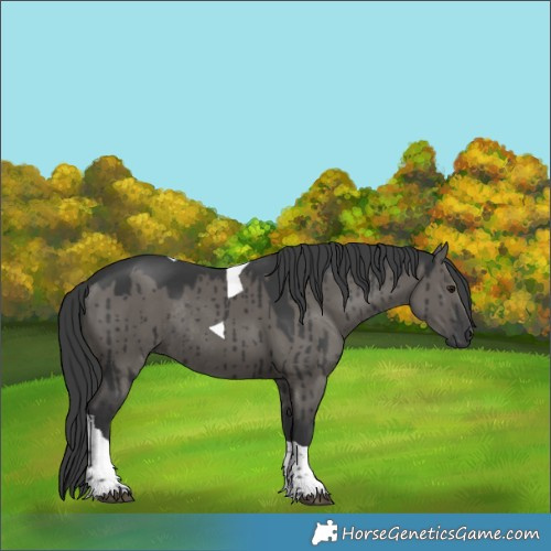 Horse Color:Grullo Tobiano Rabicano Brindle 