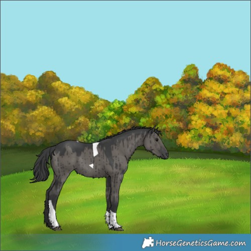 Horse Color:Grullo Tobiano Rabicano Brindle 