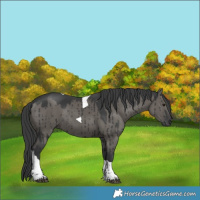 Horse Color:Grullo Tobiano Rabicano Brindle 