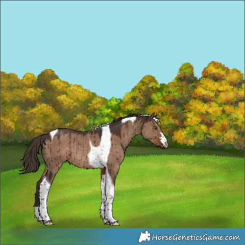 Horse Color:Liver Red Dun Tobiano Rabicano Brindle 