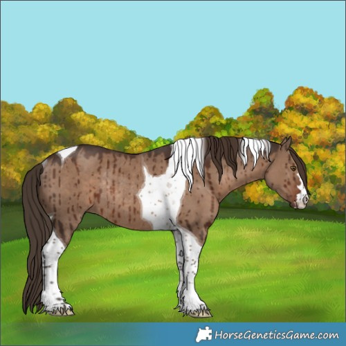 Horse Color:Liver Red Dun Tobiano Rabicano Brindle 