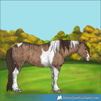 Horse Color:Liver Red Dun Tobiano Rabicano Brindle