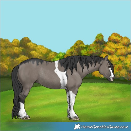 Horse Color:Grullo Tobiano Rabicano 
