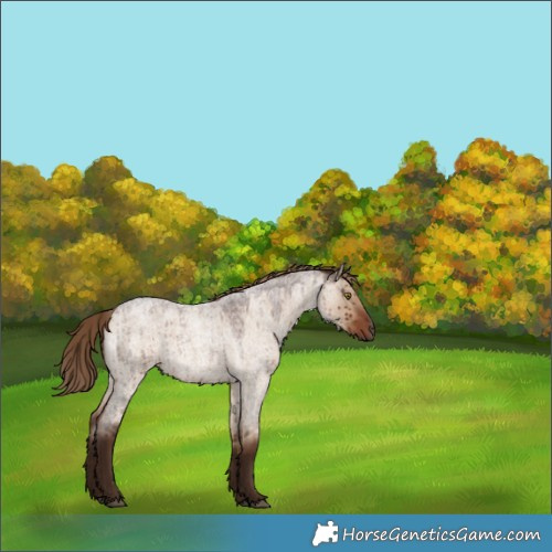Horse Color:Liver Red Dun Roan Rabicano Brindle 