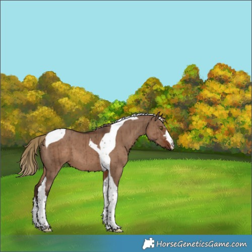Horse Color:Liver Red Dun Tobiano Brindle