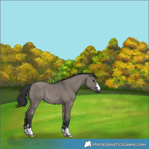 Horse Color:Grullo Rabicano Brindle