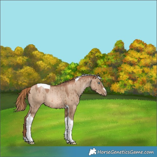 Horse Color:Liver Red Dun Pearl Tobiano Rabicano Brindle 