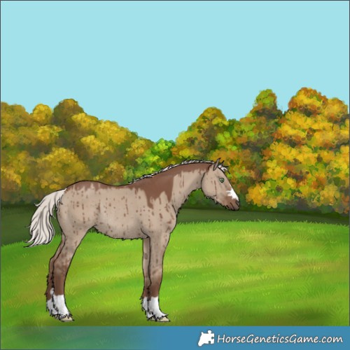 Horse Color:Silver Grullo Rabicano Brindle 