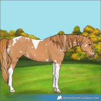 Horse Color:White Spotted Chestnut Tobiano