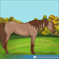 Horse Color:Red Dun 