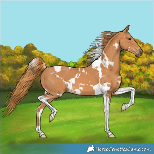 Horse Color:White Spotted Chestnut Tobiano 