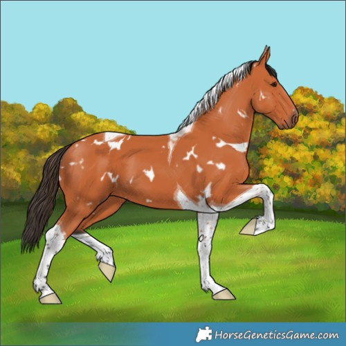 Horse Color:White Spotted Bay Tobiano 