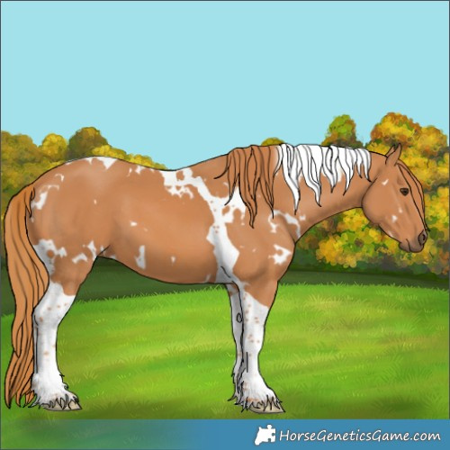 Horse Color:White Spotted Chestnut Tobiano 