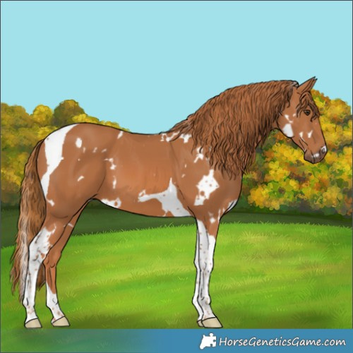 Horse Color:White Spotted Chestnut Tobiano 
