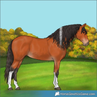 Horse Color:Bay Tobiano 