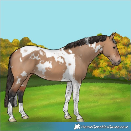 Horse Color:White Spotted Bay Dun Tobiano