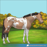 Horse Color:White Spotted Bay Dun Tobiano