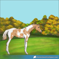 Horse Color:White Spotted Chestnut Tobiano 