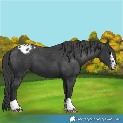 Horse Color:Black Appaloosa 