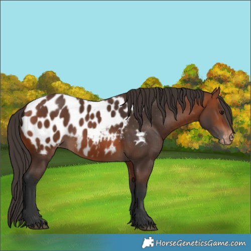 Horse Color:Bay Appaloosa 