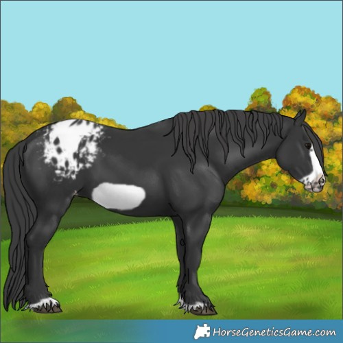 Horse Color:Black Frame Appaloosa 