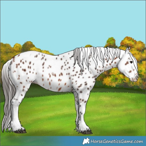 Horse Color:Bay Tobiano Appaloosa 