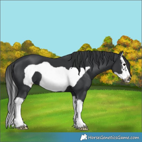 Horse Color:Black Splash Frame 