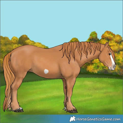 Horse Color:Chestnut Splash Frame 
