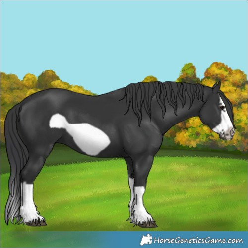 Horse Color:Black Splash Frame 
