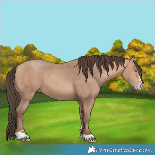 Horse Color:Amber Champagne 