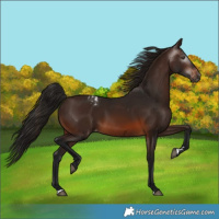 Horse Color:Gray Bay Varnish