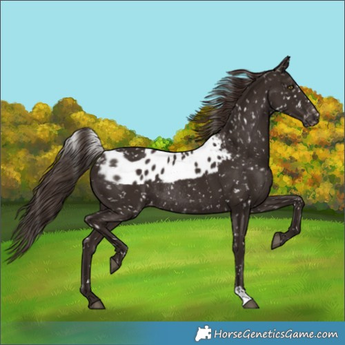 Horse Color:Liver Chestnut Skewed Appaloosa Rabicano