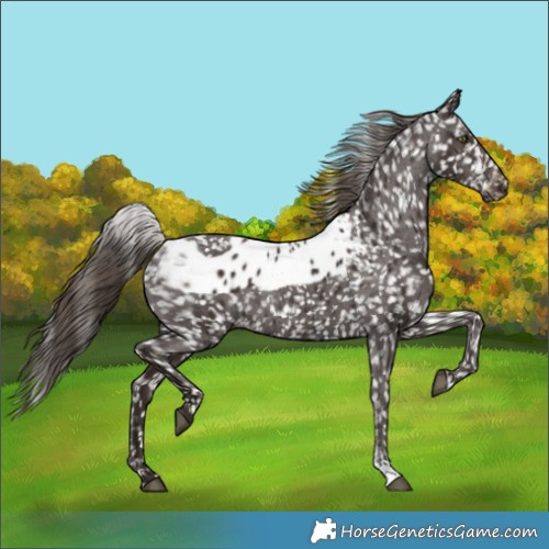 Horse Color:Liver Chestnut Skewed LP Spotted Rabicano 