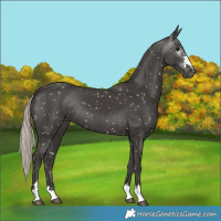 Horse Color:Gray Silver Black Snowflake Varnish 
