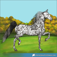 Horse Color:Gray Black  and Liver Chestnut Leopard 