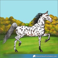 Horse Color:Bay Skewed LP Spotted 
