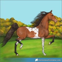 Horse Color:Bay Skewed Appaloosa