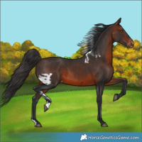 Horse Color:Brown Skewed LP Spotted 
