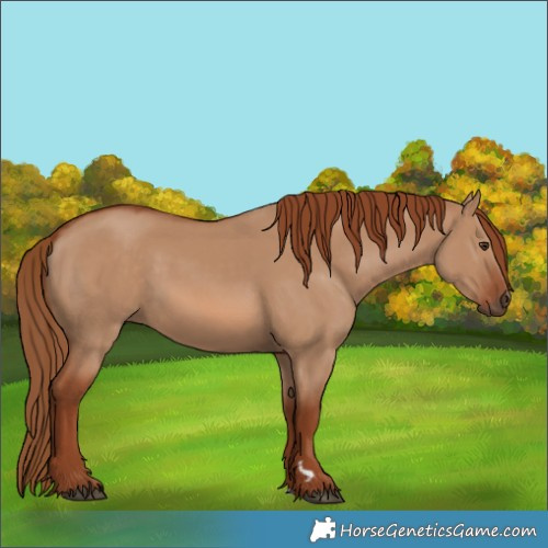 Horse Color:Red Dun 